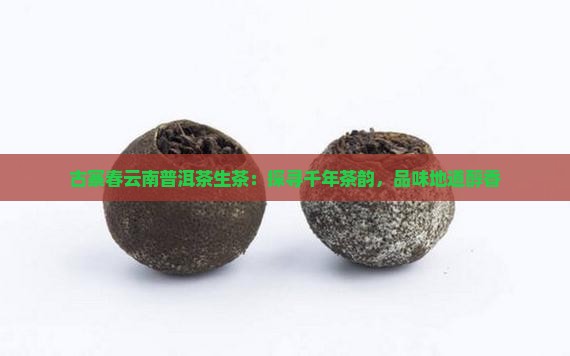 古寨春云南普洱茶生茶：探寻千年茶韵，品味地道醇香