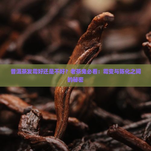 普洱茶发霉好还是不好？老茶鬼必看：霉变与陈化之间的秘密