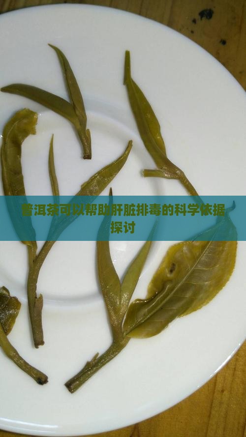 普洱茶可以帮助肝脏排毒的科学依据探讨
