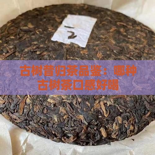 古树昔归茶品鉴：哪种古树茶口感好喝