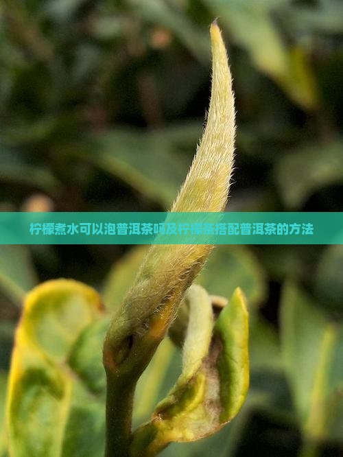 柠檬煮水可以泡普洱茶吗及柠檬茶搭配普洱茶的方法