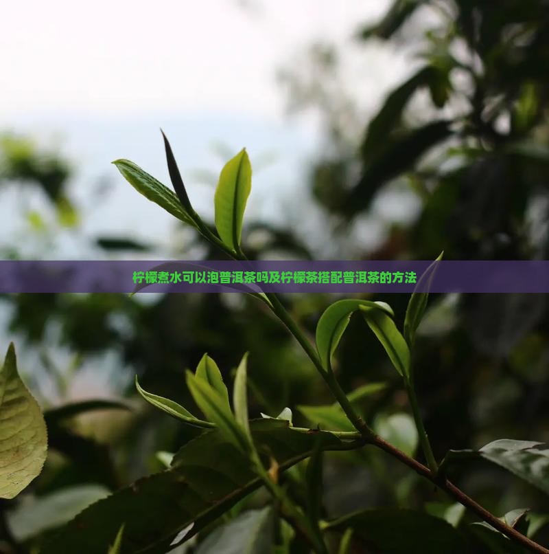 柠檬煮水可以泡普洱茶吗及柠檬茶搭配普洱茶的方法