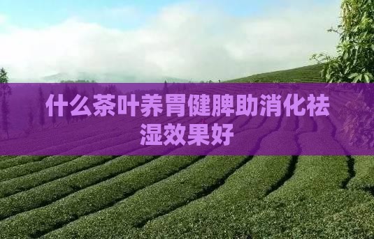 什么茶叶养胃健脾助消化祛湿效果好