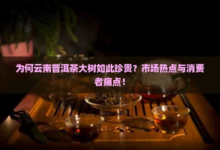 为何云南普洱茶大树如此珍贵？市场热点与消费者痛点！