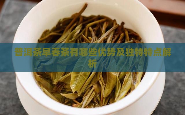 普洱茶早春茶有哪些优势及独特特点解析
