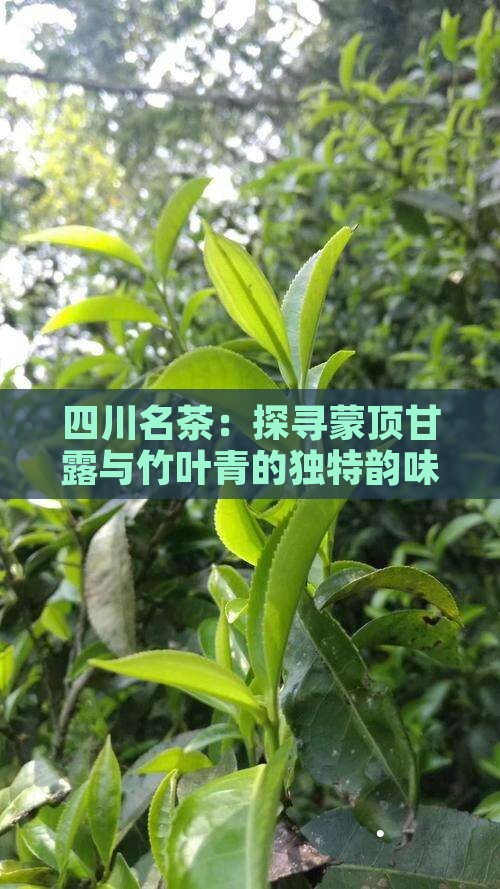 四川名茶：探寻蒙顶甘露与竹叶青的独特韵味