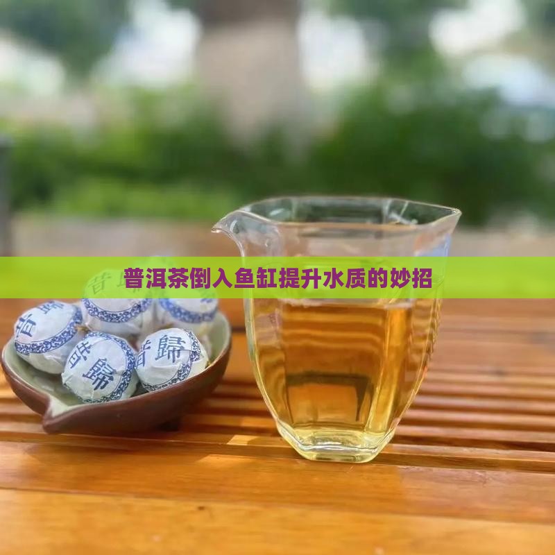 普洱茶倒入鱼缸提升水质的妙招