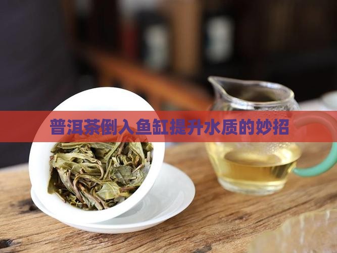 普洱茶倒入鱼缸提升水质的妙招