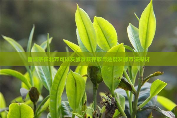 普洱茶在北方可以发酵及其存放与适度发酵方法探讨