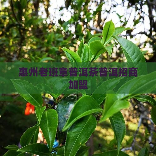 惠州老班章普洱茶普洱招商加盟