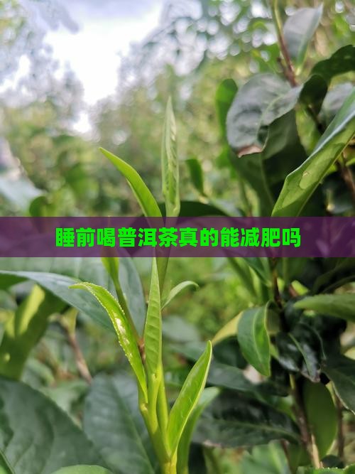 睡前喝普洱茶真的能减肥吗
