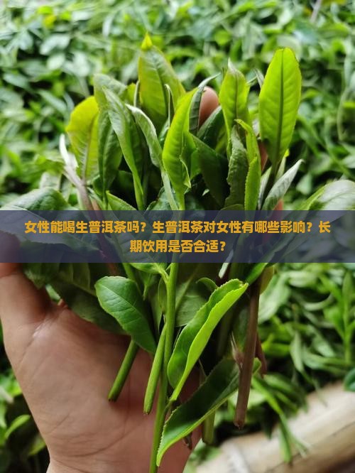 女性能喝生普洱茶吗？生普洱茶对女性有哪些影响？长期饮用是否合适？