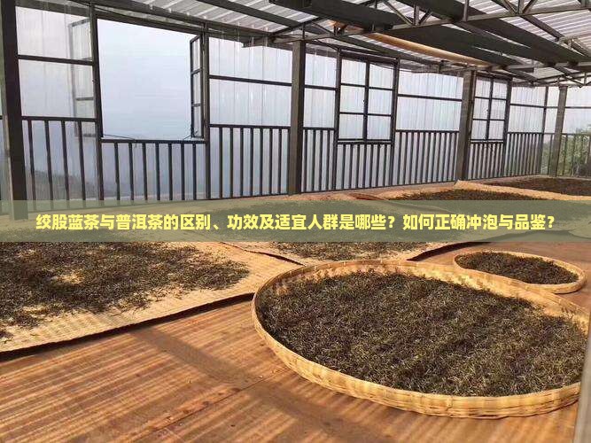 绞股蓝茶与普洱茶的区别、功效及适宜人群是哪些？如何正确冲泡与品鉴？