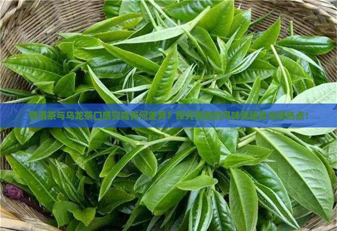 普洱茶与乌龙茶口感究竟有何差异？探究两者的风味奥秘及市场热点！