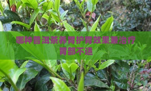 哪种普洱茶养胃护胃效果兼治疗胃部不适