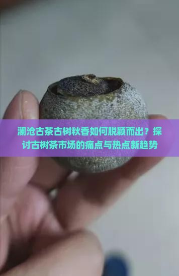澜沧古茶古树秋香如何脱颖而出？探讨古树茶市场的痛点与热点新趋势