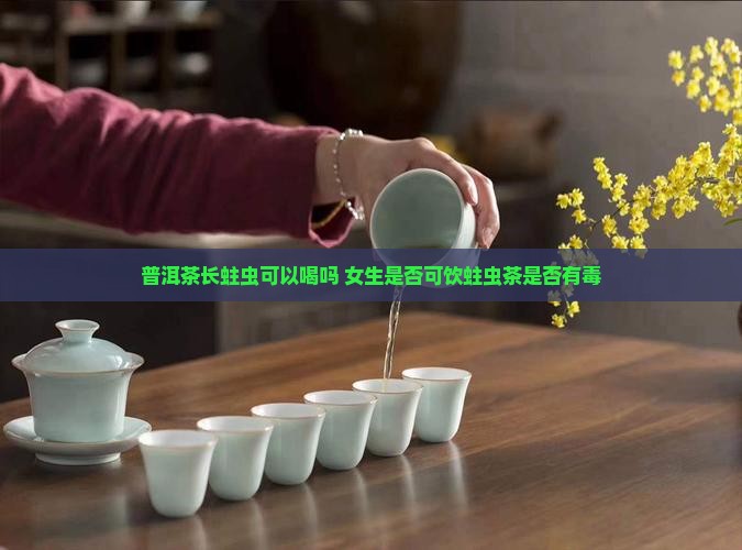 普洱茶长蛀虫可以喝吗 女生是否可饮蛀虫茶是否有毒