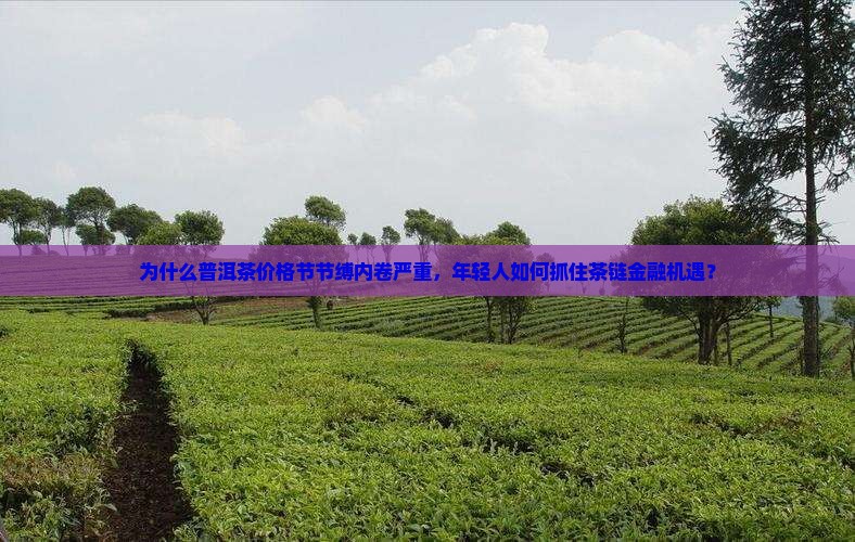 为什么普洱茶价格节节缚内卷严重，年轻人如何抓住茶链金融机遇？