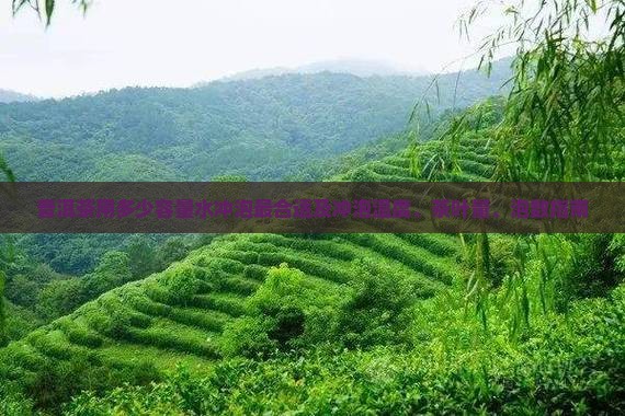 普洱茶用多少容量水冲泡最合适及冲泡温度、茶叶量、泡数指南