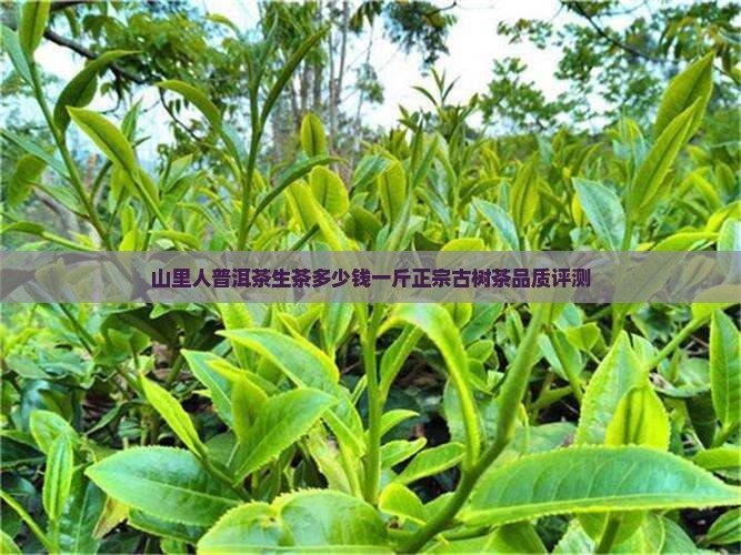 山里人普洱茶生茶多少钱一斤正宗古树茶品质评测