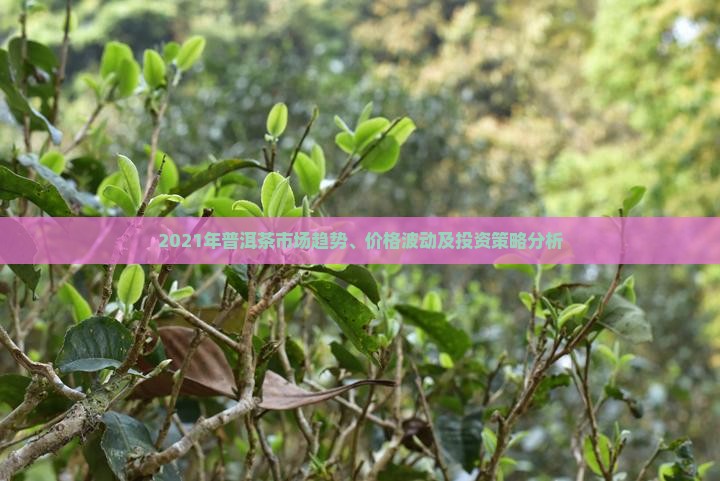 2021年普洱茶市场趋势、价格波动及投资策略分析