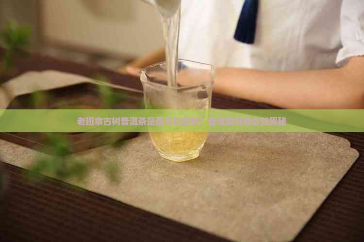 老班章古树普洱茶是否可以煮饮？普洱爱好者必知奥秘