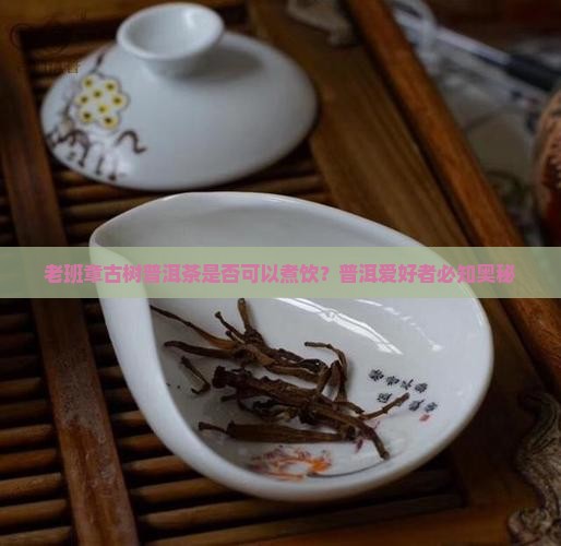老班章古树普洱茶是否可以煮饮？普洱爱好者必知奥秘