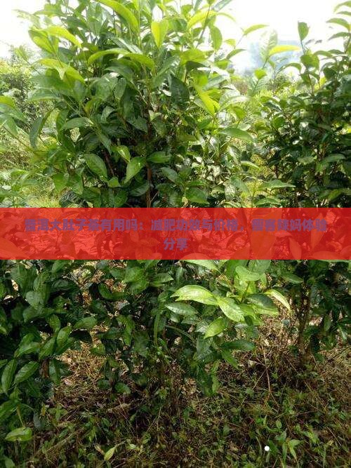 普洱大肚子茶有用吗：减肥功效与价格，瘦客辣妈体验分享