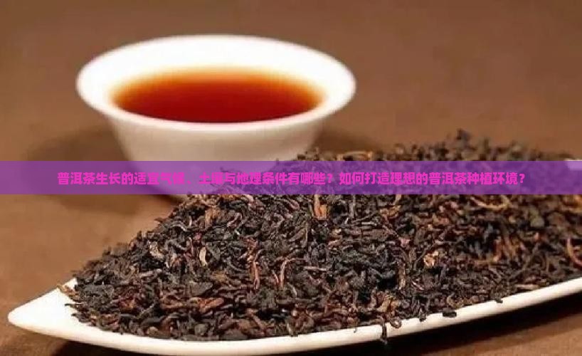 普洱茶生长的适宜气候、土壤与地理条件有哪些？如何打造理想的普洱茶种植环境？