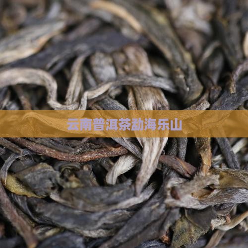 云南普洱茶勐海乐山