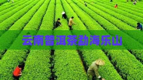 云南普洱茶勐海乐山