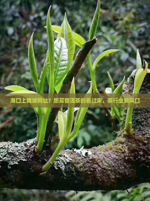 海口上商城网址？想买普洱茶的看过来，茶行业新风口