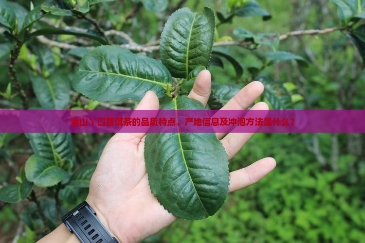 金山丫口普洱茶的品质特点、产地信息及冲泡方法是什么？