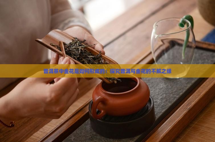 普洱茶中金花是如何形成的：探究普洱与金花的不解之缘