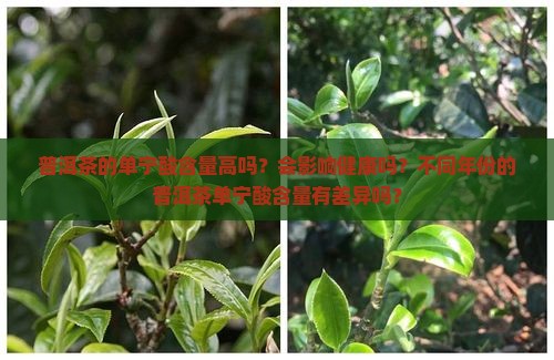 普洱茶的单宁酸含量高吗？会影响健康吗？不同年份的普洱茶单宁酸含量有差异吗？