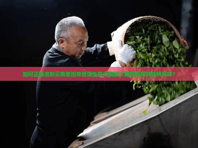 如何正确泡制云南老班章普洱生茶才能最大程度发挥其独特风味？