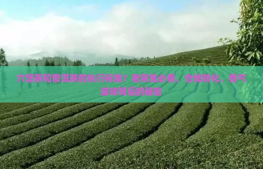 六堡茶和普洱茶的执行标准？老茶鬼必看，仓储转化、香气滋味背后的秘密
