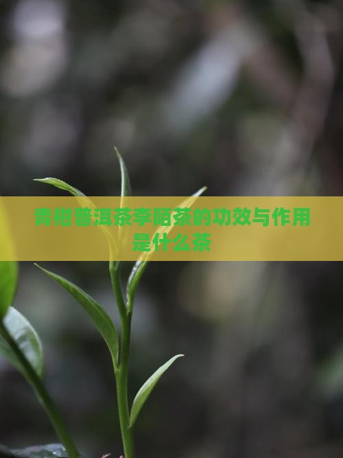 青柑普洱茶李陌茶的功效与作用是什么茶