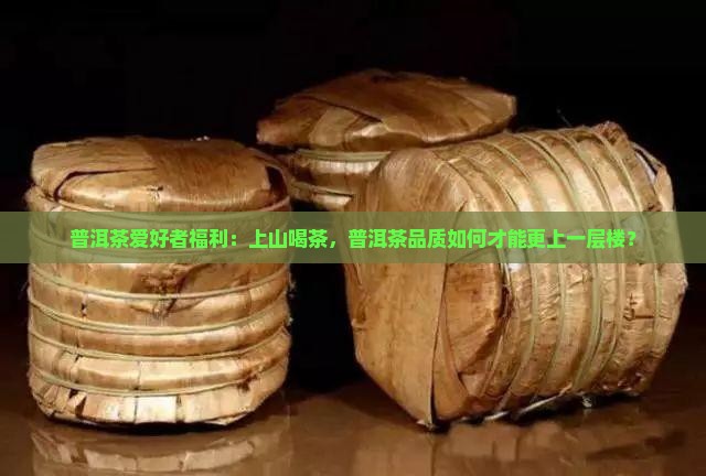 普洱茶爱好者福利：上山喝茶，普洱茶品质如何才能更上一层楼？