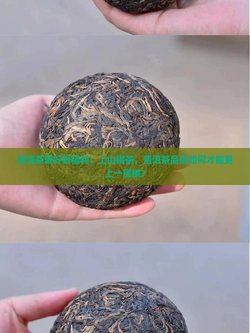 普洱茶爱好者福利：上山喝茶，普洱茶品质如何才能更上一层楼？