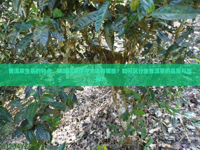 普洱茶生茶的特点、功效以及保存方法有哪些？如何区分生普洱茶的品质与年份？