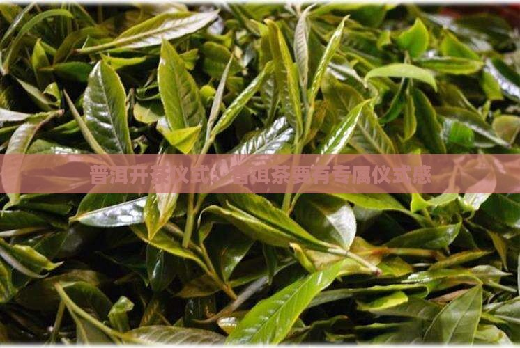 普洱开茶仪式：普洱茶要有专属仪式感