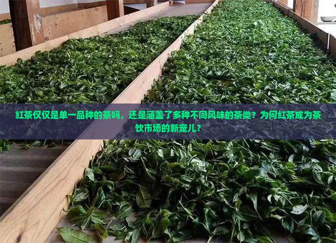 红茶仅仅是单一品种的茶吗,还是涵盖了多种不同风味的茶类?为何红茶成为茶饮市场的新宠儿? 红茶仅仅是单一品种的茶吗,还是涵盖了多种不同风味的茶类?为何红茶成为茶饮市场的新宠儿?