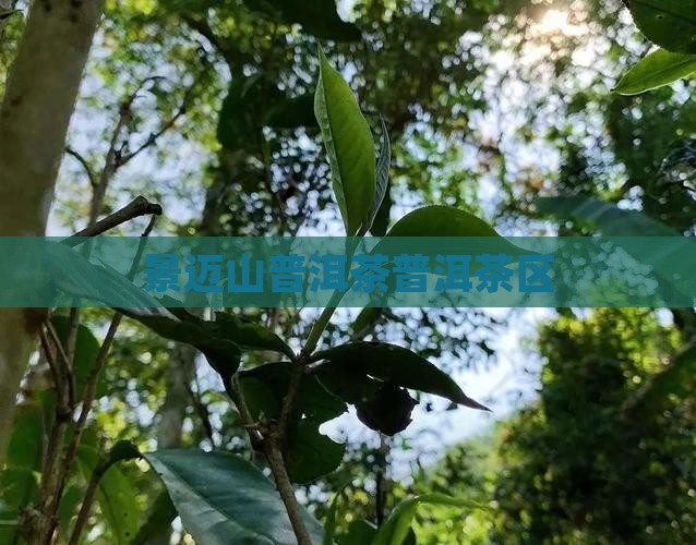 景迈山普洱茶普洱茶区