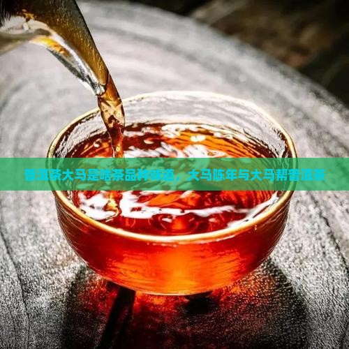 普洱茶大马是啥茶品种味道，大马陈年与大马帮普洱茶