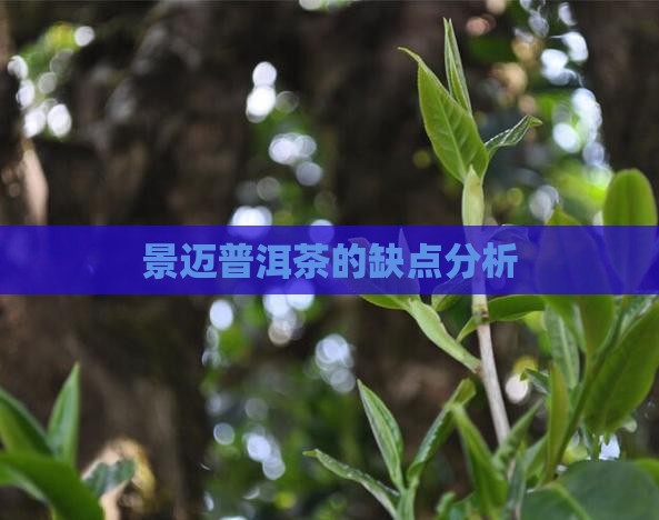 景迈普洱茶的缺点分析