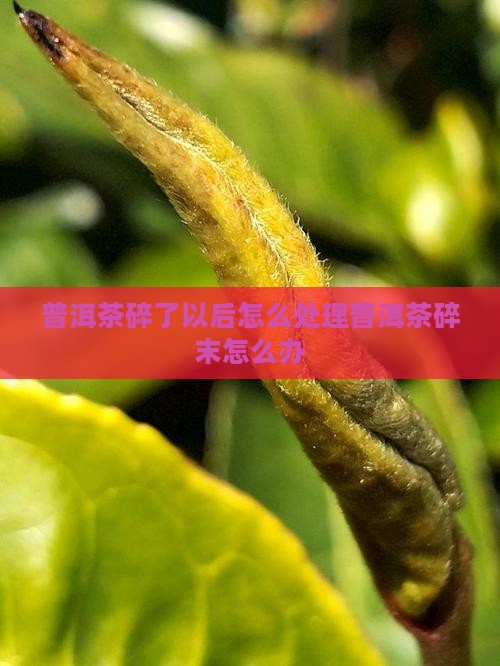 普洱茶碎了以后怎么处理普洱茶碎末怎么办