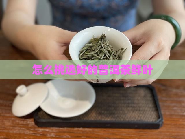 怎么挑选好的普洱茶鲜叶