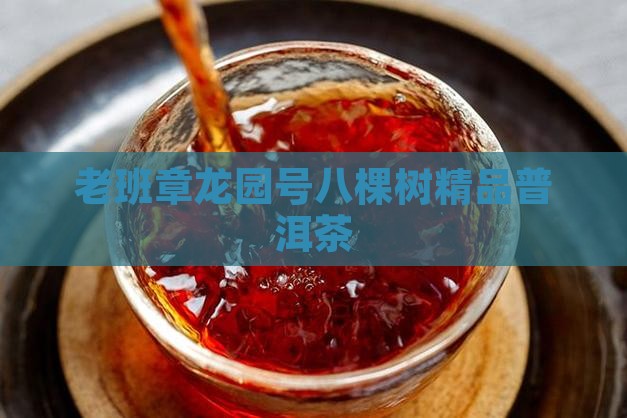 老班章龙园号八棵树精品普洱茶