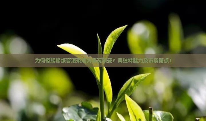 为何傣族棉纸普洱茶成为茶友新宠？其独特魅力及市场痛点！